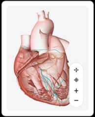 Anatomical model of a beating human heart with chambers and vessels.