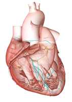 Illustration of a beating human heart's internal and external structures.