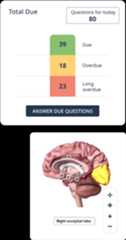 Summary of questions due, with brain anatomy diagram.