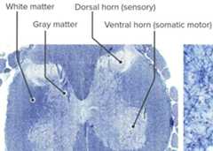 Spinal cord