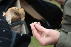 Ballistics of small arms: CCG seminar in Vienna CCG Ballistik-Seminar in Wien: Verformte Geschosse in. ©Militär Aktuell/Bendl