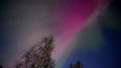 A pink and green aurora is seen in the sky over some pine trees