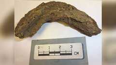 a piece of dried feces sits on a table with a scale bar