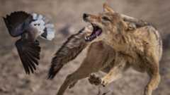 An action shot of a fox pursuing a bird, captured using a fast shutter speed