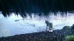 A still from camera trap footage of a wolf retrieving an underwater crab trap in the Haíɫzaqv Nation Territory of coastal British Columbia.