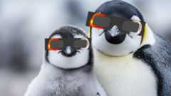 an adult penguin (right) and a baby penguin (left) are looking at the camera wearing solar eclipse glasses. 