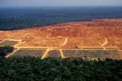 Huge area of land cleared for an industrial site in the Amazon