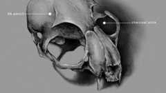 Sample image from Pencil and Charcoal Procreate Brushes: