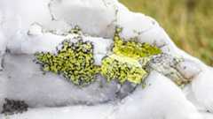 lichen growing on quartz rocks