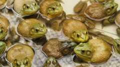 ten or so east asian bull frogs shown sitting in water