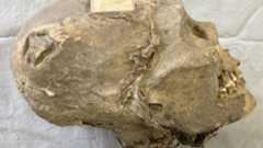 a mummified human skullåç