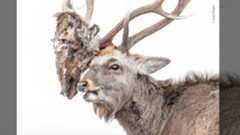 A male sika deer carries the severed head of a rival male on his antlers.