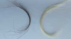 two locks of human hair against a light colored background