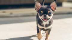 A black and brown chihuahua on a sidewalk walks toward the camera.