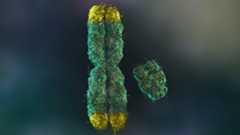 A 3D illustration of two chromosomes, with the larger X chromosome on the left with its four ends dipped in yellow to show the telomeres, while the shorter Y chromosome is to the right. 
