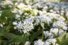 Closeup of wild garlic at first light, taken with the Canon EOS R100
