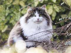 Cat portrait, taken with the Canon EOS R100