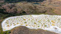 Aerial view of Spotted Lake in Canada. We see a white crust with shallow pools of yellow and greenish water.