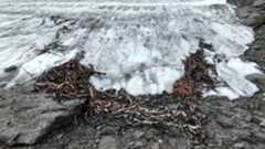 a series of sticks in a U-shape are melting out of a glacier