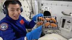 A man in a blue jumpsuit and mittens and headphones holds a grill tray with six chicken wing caged inside.