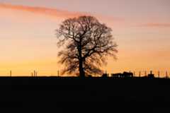 Silhouette of a tree at first light, vibrant orange sunrise, taken with the Canon EOS R100