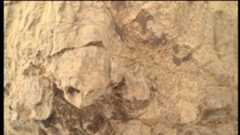 A close up image shows the jagged edge of a light brown rock that looks like the head of a turtle poking out of its shell