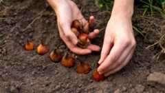 Tulip bulbs being planted in the soil by hand