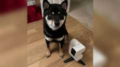 A ZWO Seestar S30 smart telescope next to a black shiba inu dog.