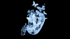 an illustration in an x-ray style of butterflies flying around a stomach