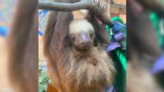 Baby sloth hangs from branch