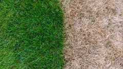 Dry grass next to green grass