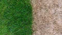 Dry grass next to green grass