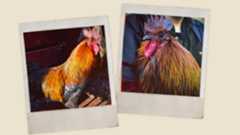Two polaroid photos of Hakan the rooster that inspired Scrappy