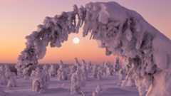 A snow-encrusted tree in winter