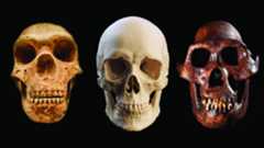 A series of three skulls, with a neanderthal skull on the left, human in the middle, and australopithecus afarensis on the right