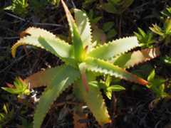 Olympus OM-D E-M10 Mark IV