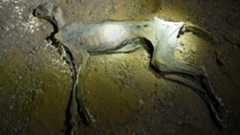 One of the mummified cheetahs as it was found in situ in a cave in northern Saudi Arabia. 