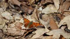 Butterfly in fallen leaves