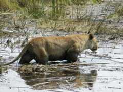 Lions in Botswana's Okavango Delta are probably the largest lions on the planet because there is an abundance of buffalo and other animals to prey upon in the region, and the fact that the animals often walk through water in the delta's many streams, buil