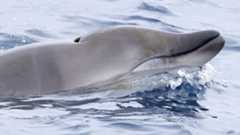 A photo of a juvenile ginkgo-toothed beaked whale in the North Pacific.