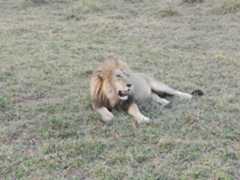 Trophy hunters, mostly Americans, kill nearly 700 lions per year, typically males, Dereck said. Perhaps an even bigger problem is the use of wire snare traps by expanding rural populations in Africa. These traps catch a variety of animals, which then die,