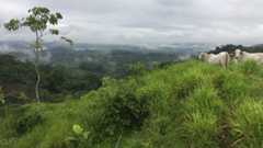 Photograph of a grassy hill with horses in the background and a tall tree.