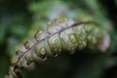 Canon EOS RP sample image