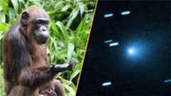 A split pane image with a chimpanzee on the left and a picture of comet 3I/ATLAS on the right
