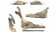 A series of mule skull fragments are overlaid on a white background with a metal ruler at the bottom of the image measuring a jawbone