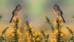 Photoshop tutorials: Two birds in wilderness