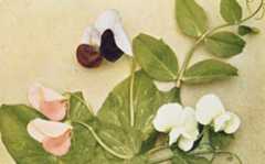 pink, maroon and white pea plant flowers against a beige background