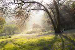 Photo of a sunrise baclkit tree on a sunny morning, taken with the Canon EOS R100