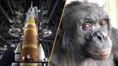 On the left Artemis's SLS rocket, on the right Kanzi the bonobo
