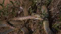 A green and yellow snake to the right of the image swallows a brown patterned snake, with only the smaller brown snake's tail visible poking out of the green snake's mouth. Both snakes are curled in the grass.